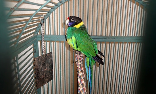 Parrots for adoption in and around Tucson