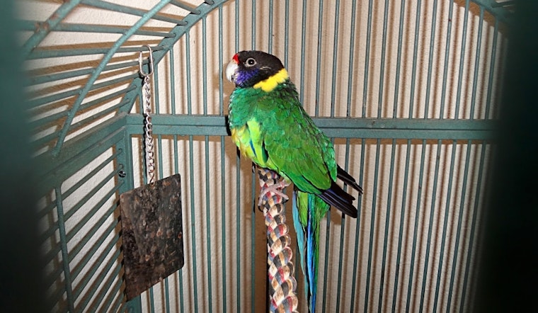 Parrots for adoption in and around Tucson