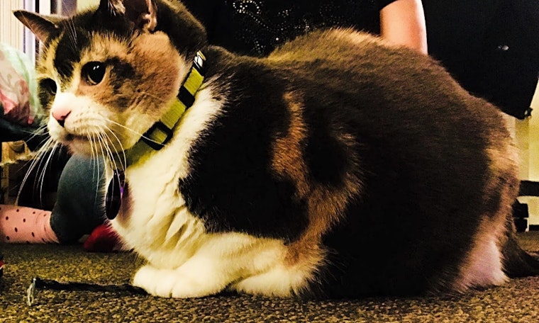 Cats in Los Angeles looking for their fur-ever homes