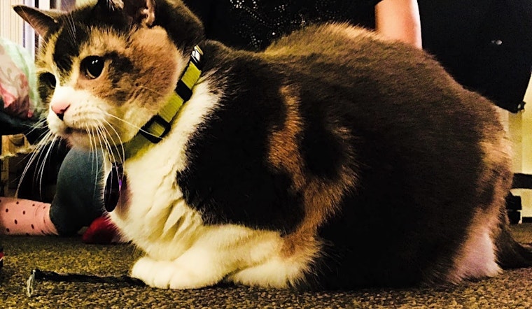 Cats in Los Angeles looking for their fur-ever homes