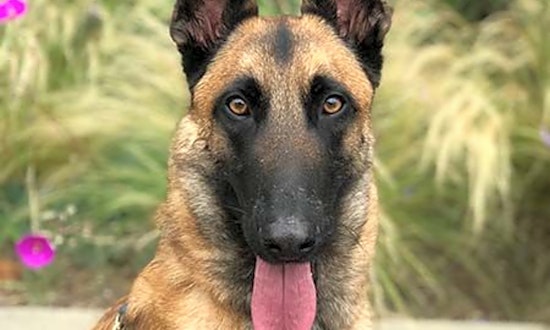 Dogs in Irvine looking for their fur-ever homes