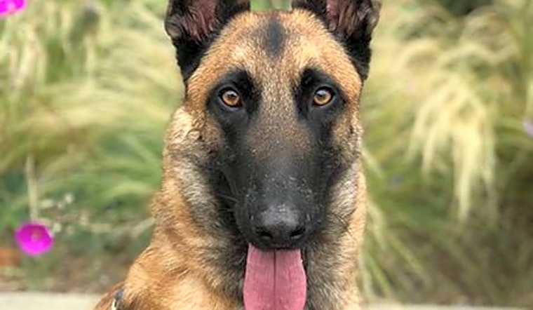Dogs in Irvine looking for their fur-ever homes