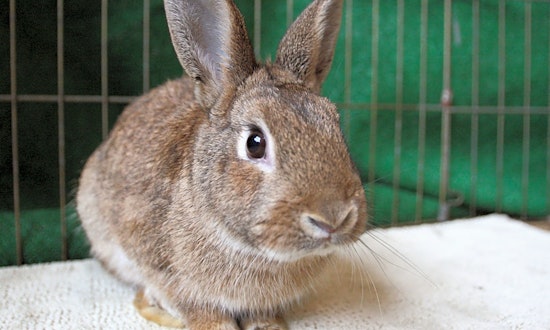 Rabbits in Chula Vista looking for their fur-ever homes