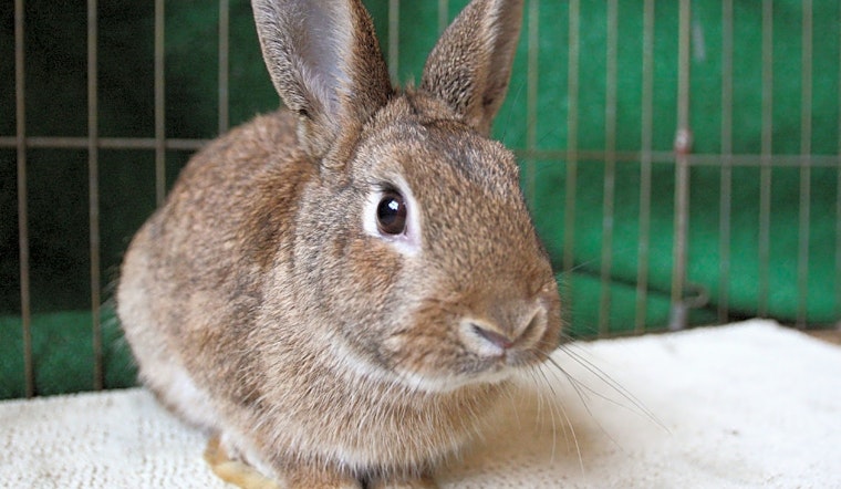 Rabbits in Chula Vista looking for their fur-ever homes