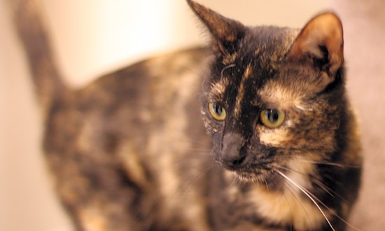 Cats in San Diego looking for their fur-ever homes