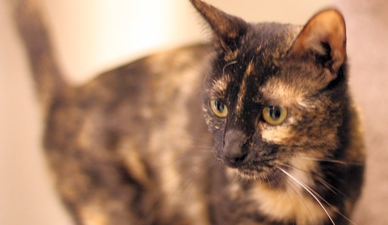 Cats in San Diego looking for their fur-ever homes