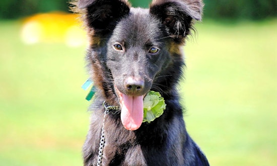 Puppies in San Francisco looking for their fur-ever homes