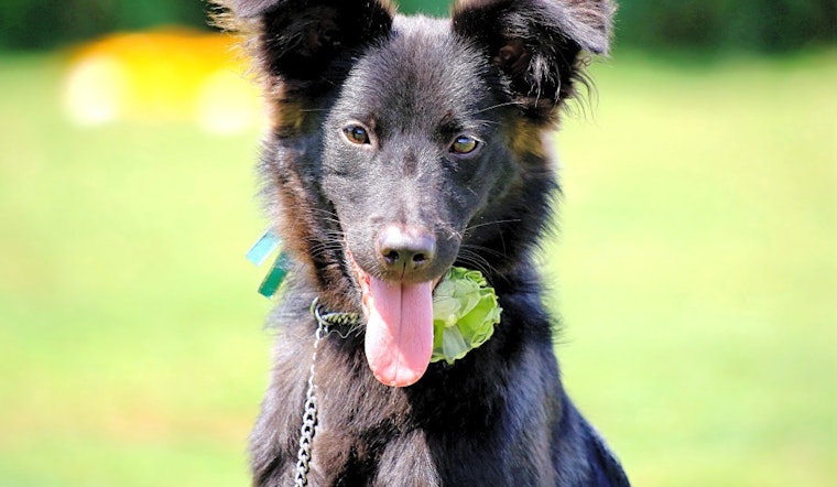 Puppies in San Francisco looking for their fur-ever homes