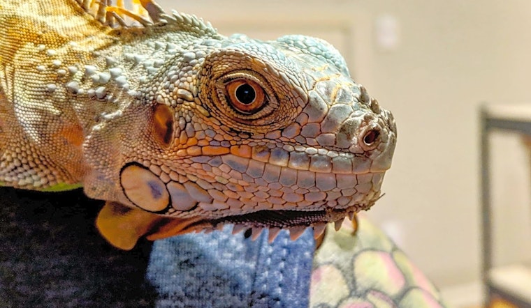 Purr-fect pets for adoption in and around Portland