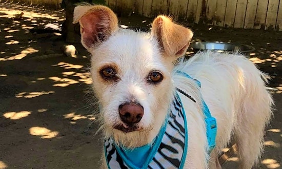 Dogs in Fresno looking for their fur-ever homes