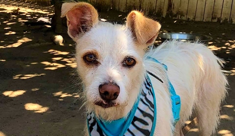 Dogs in Fresno looking for their fur-ever homes