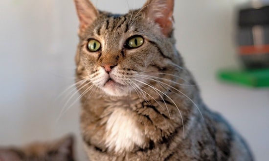 Cats in Mesa looking for their fur-ever homes