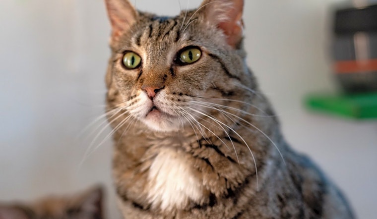 Cats in Mesa looking for their fur-ever homes