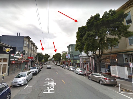 4 Upper Haight Street Trees Marked For Removal