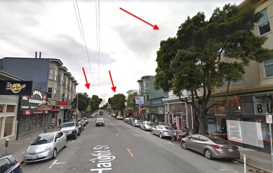 4 Upper Haight Street Trees Marked For Removal
