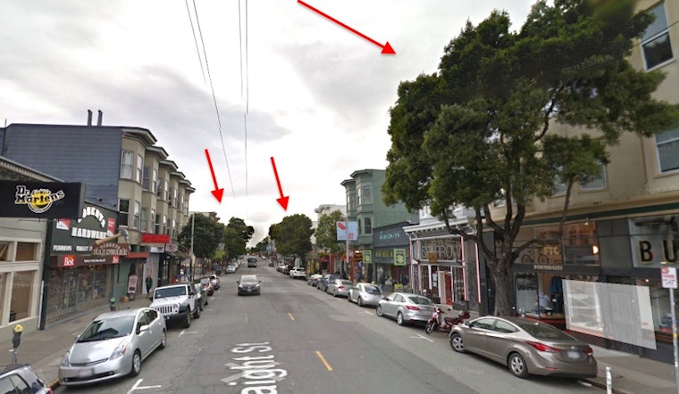 4 Upper Haight Street Trees Marked For Removal