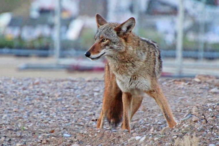 Top Boston news: Residents on alert after coyote sighting; Ortiz out of intensive care; more
