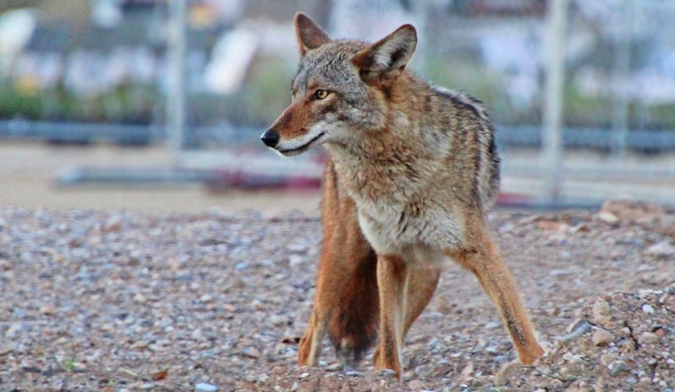 Top Boston news: Residents on alert after coyote sighting; Ortiz out of intensive care; more
