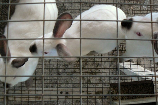 Top Chicago news: Suburb says no more sales of caged bunnies; Tamir Rice gazebo moved to Chicago