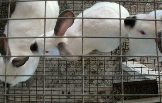 Top Chicago news: Suburb says no more sales of caged bunnies; Tamir Rice gazebo moved to Chicago