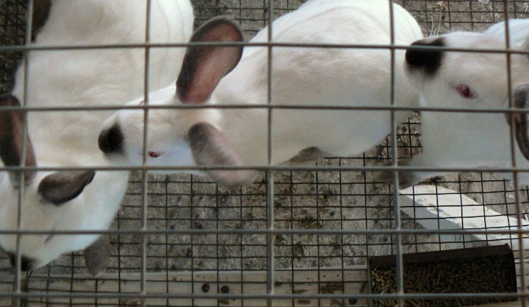 Top Chicago news: Suburb says no more sales of caged bunnies; Tamir Rice gazebo moved to Chicago