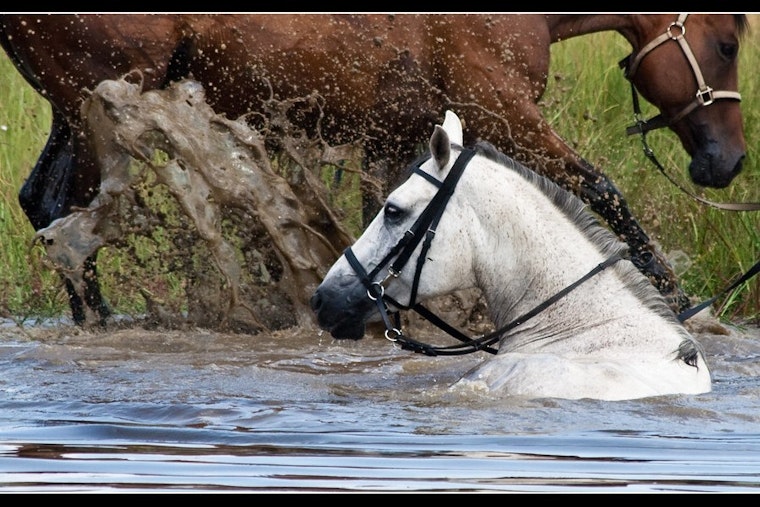 Top Tampa news: Swimming horses an environmental concern; Rays OK'd to explore Montreal home games