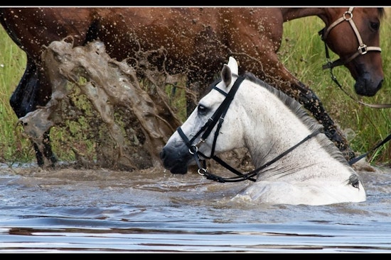 Top Tampa news: Swimming horses an environmental concern; Rays OK'd to explore Montreal home games