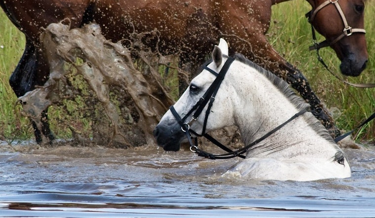 Top Tampa news: Swimming horses an environmental concern; Rays OK'd to explore Montreal home games