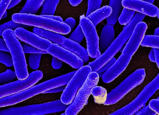Top Long Beach news: E. coli scare forces closure of 3 schools; beer week postponed until 2020; more