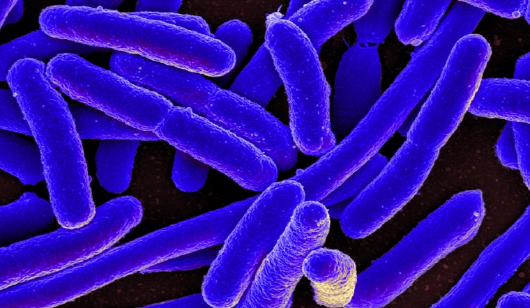 Top Long Beach news: E. coli scare forces closure of 3 schools; beer week postponed until 2020; more