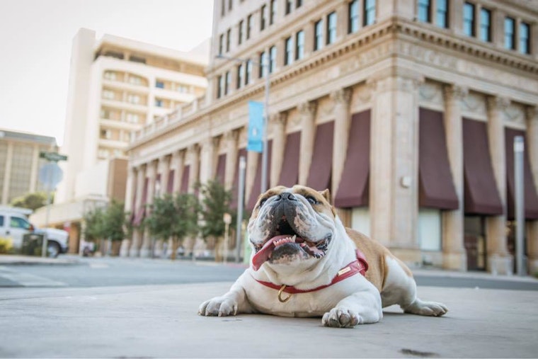 Top Fresno news: Violent first weekend of summer; Fresno State looking for bulldog handler; more