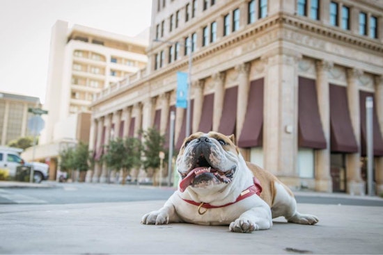 Top Fresno news: Violent first weekend of summer; Fresno State looking for bulldog handler; more