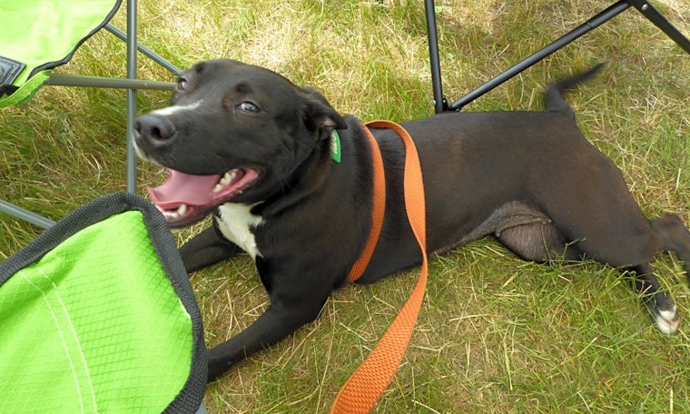 Dogs in Portland looking for their fur-ever homes