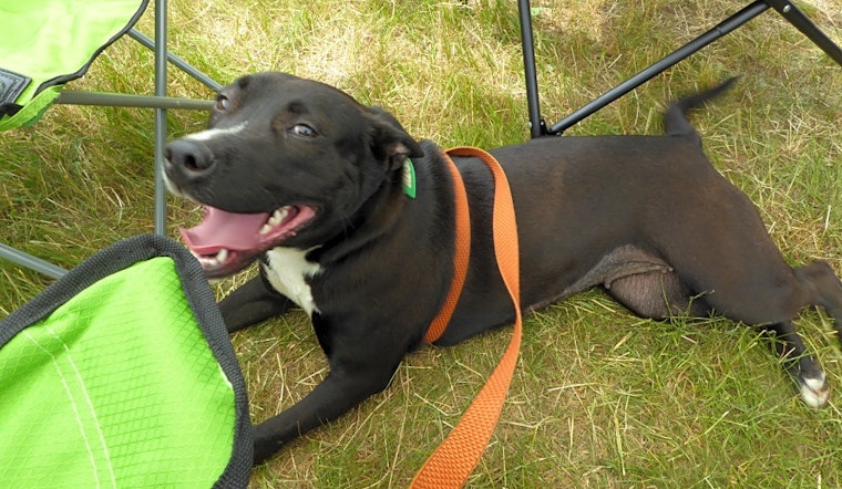 Dogs in Portland looking for their fur-ever homes