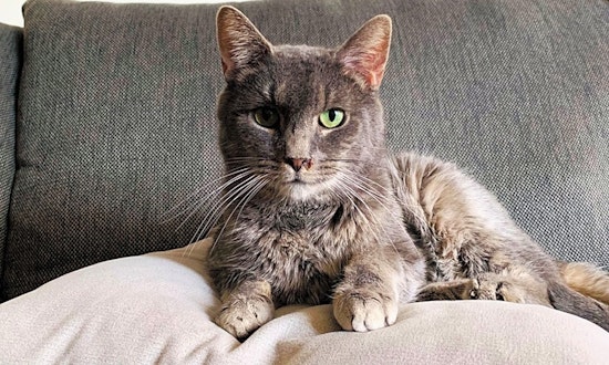 Cats in Jersey City looking for their fur-ever homes