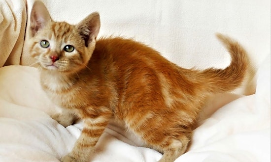 Kittens in Pittsburgh looking for their fur-ever homes