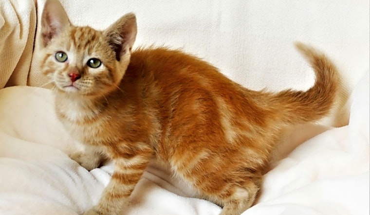 Kittens in Pittsburgh looking for their fur-ever homes