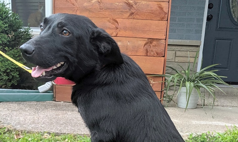 Dogs in Cincinnati looking for their fur-ever homes
