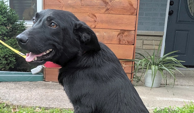 Dogs in Cincinnati looking for their fur-ever homes