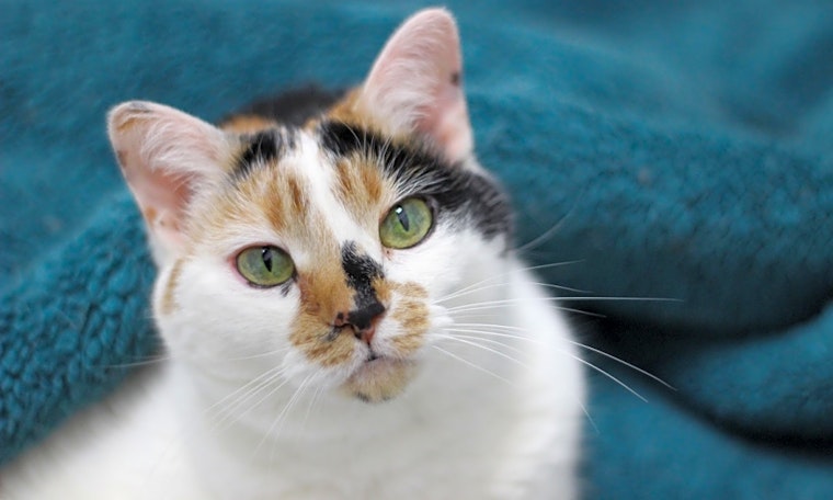 Cats in Raleigh looking for their fur-ever homes