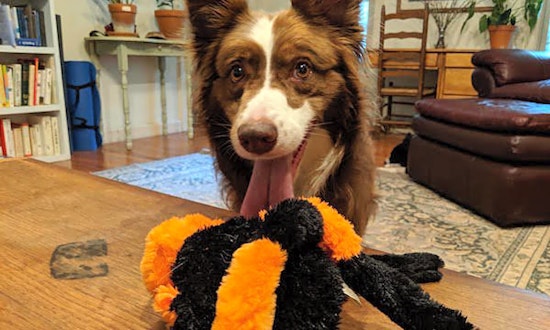 Dogs in Durham looking for their fur-ever homes