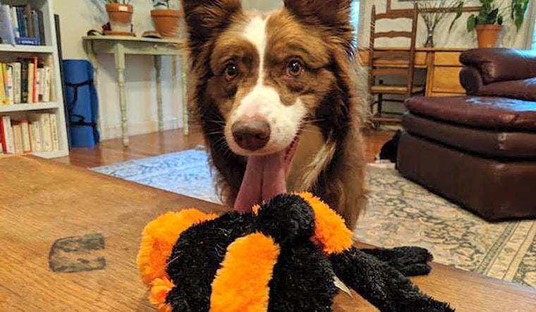Dogs in Durham looking for their fur-ever homes