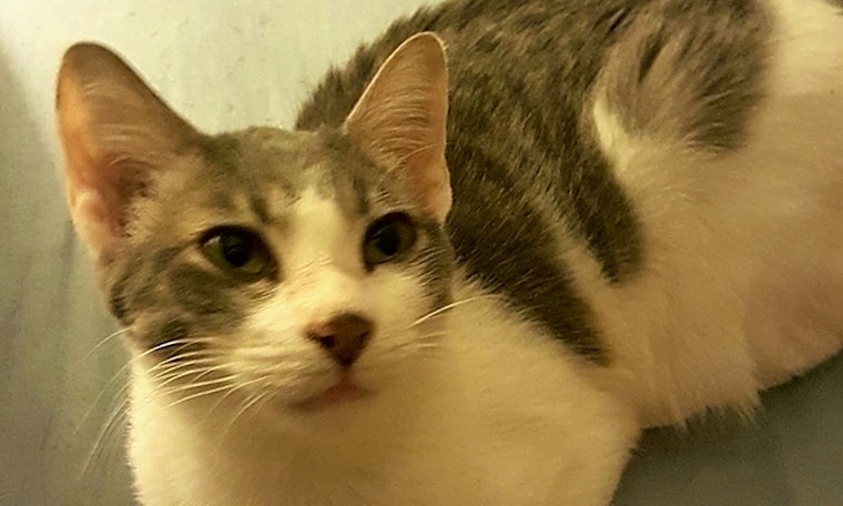 Cats in Tampa looking for their fur-ever homes
