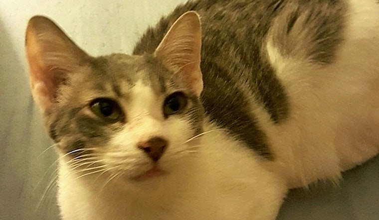 Cats in Tampa looking for their fur-ever homes