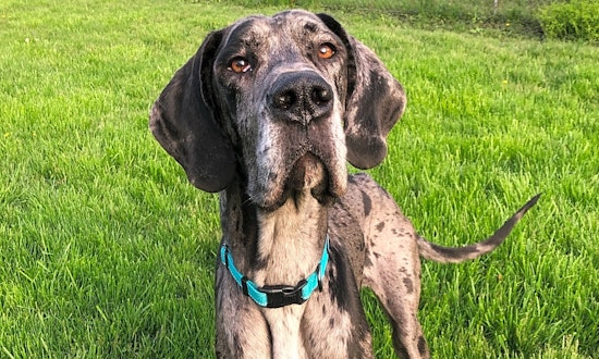 Dogs in Indianapolis looking for their fur-ever homes