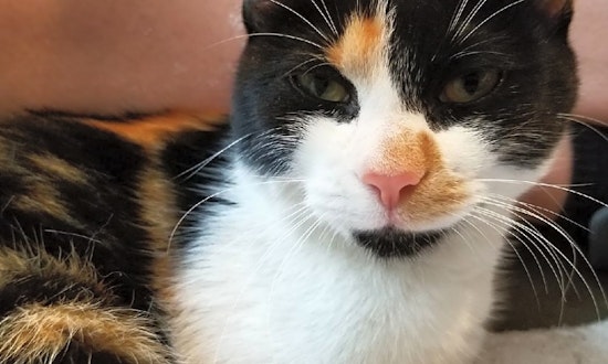 Cats in Saint Paul looking for their fur-ever homes