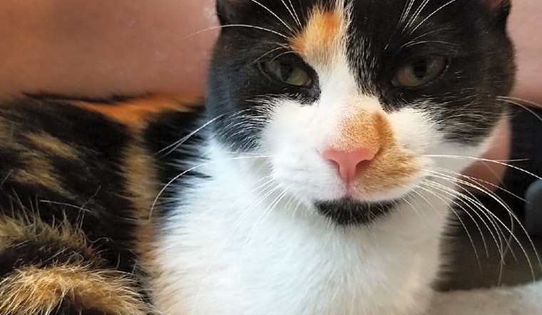Cats in Saint Paul looking for their fur-ever homes