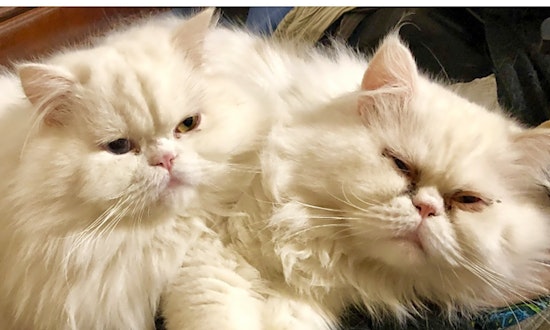 Cats in San Antonio looking for their fur-ever homes