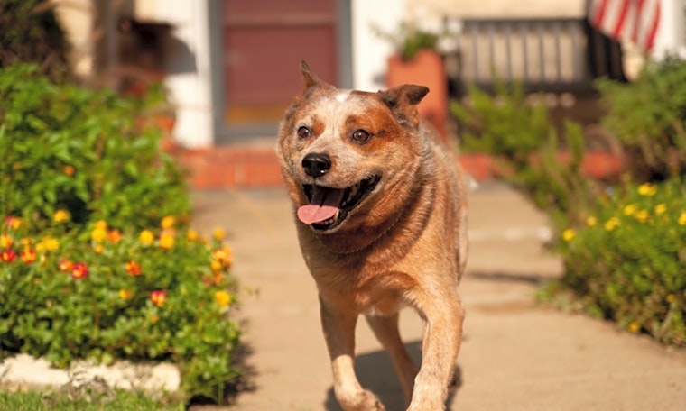 Dogs in Dallas looking for their fur-ever homes