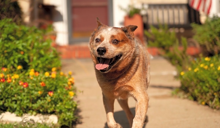 Dogs in Dallas looking for their fur-ever homes